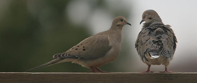 Courting Doves - Nice Feathers