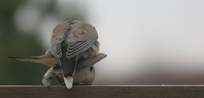 Courting Doves 