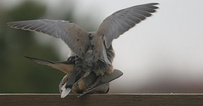Courting Doves  