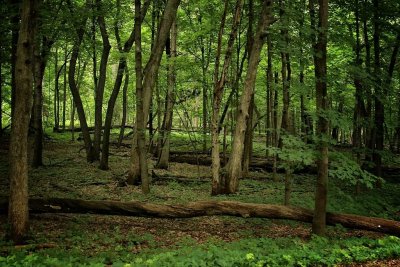 Arboretum: University of Wisconsin Madison