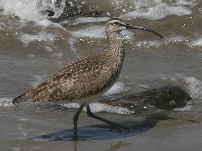 SF Sandpiper.jpg