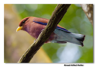 Broad-billed Roller