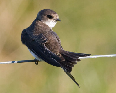 Sand Martin - Riparia riparia - Digesvale