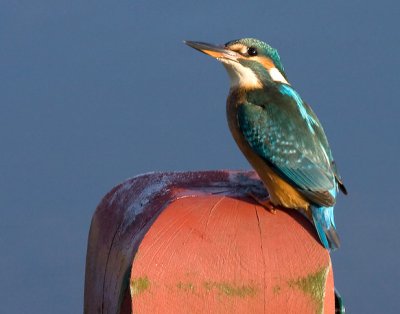Common Kingfisher- Alcedo atthis-Isfugl