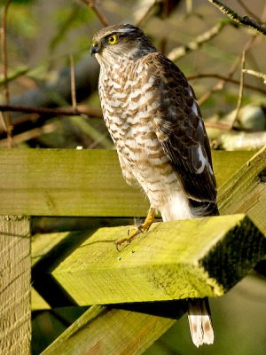 Sparrowhawk - Spurvehg juv - Accipiter nisus