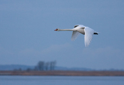 Mute Swan - Knopsvane - Cygnus olor