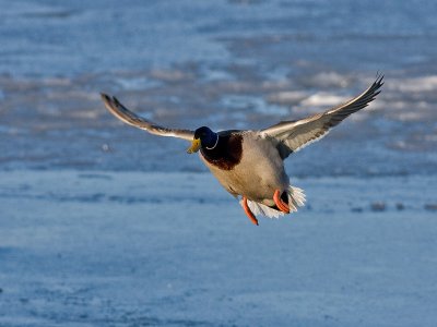 Mallard male - Grand - Anas platyrhynchos