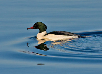 Goosander  male - Stor Skallesluger han - Mergus merganser