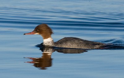 Goosander  female - Stor Skallesluger hun - Mergus merganser