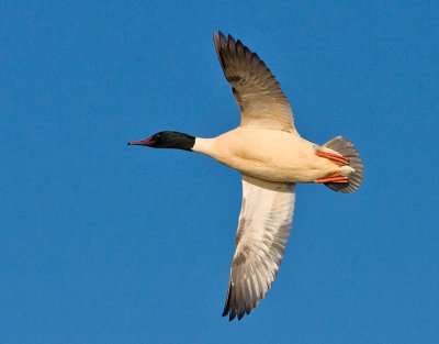 Goosander  male - Stor Skallesluger han- Mergus merganser