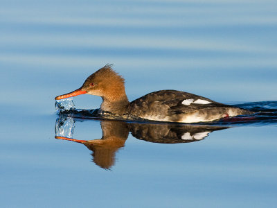 Red-breasted Merganser female - Toppet  Skallesluger  - Mergus serrator