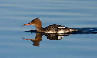 Red-breasted Merganser female - Toppet  Skallesluger - Mergus serrator