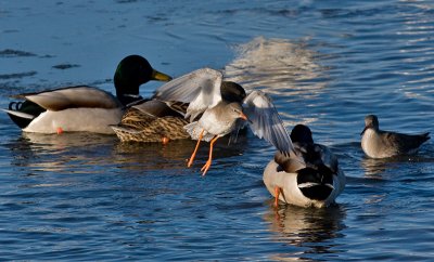 Common Redshak winter plumage and Mallard - Rødben - Tringa totanus