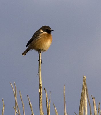 Stonechat male- Sortstrubet Bynkefugl - Saxicola torquata