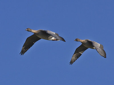 Pink-footed Goose - Kortnbbet  Gs