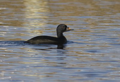 Common Scoter male- Sortand - Melanitta