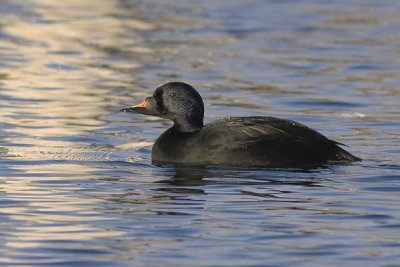 Common Scoter male- Sortand - Melanitta nigra