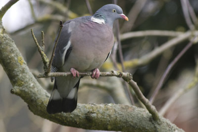 Common Wood Pigeon - Ringdue - Columba palumbus