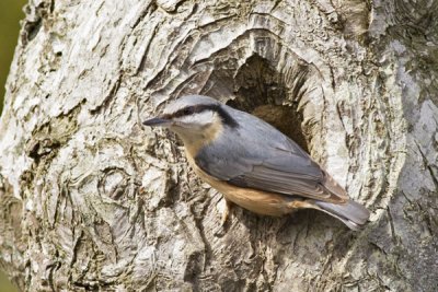 Nuthatch - Spætmejse - Sitta europaea