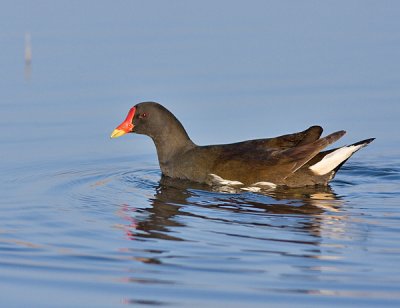 Moorhen- Grønbenet Rørhøne - Gallinula chloropus