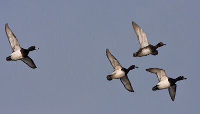 Tufted Duck - Troldand - Aythya fuligula