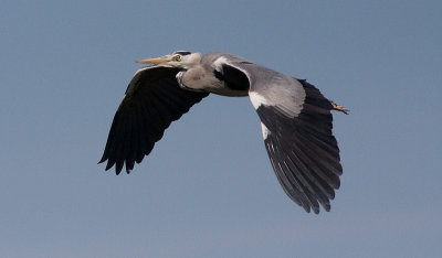 Grey Heron - Fiskehejre - Ardea cinerea