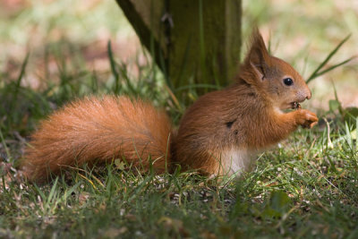 Red Squirrel juv- Egern  - Sciurus vulgaris