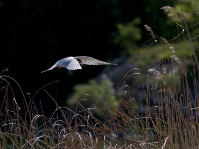 Common Tern - Fjordterne - Sterna hirundo