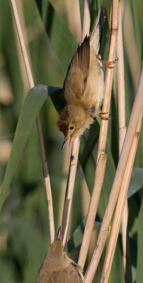 Reed Warbler - Acrocephalus scirpaceus - Rrsanger