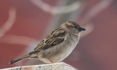 House Sparrow female - Grspurv hun - Passer domesticus