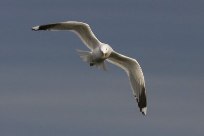 Common Gull - Stormmge - Larus canus