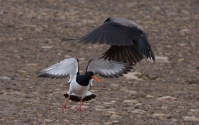Oystercatcher -  Haematopus ostralegus and Hooded Crow- Corvus cornix