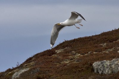 Great-Black-backed Gull- Larus marinus - Svartbag