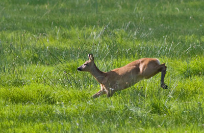 Roe deer - Rdyr - Capreolus capreolus