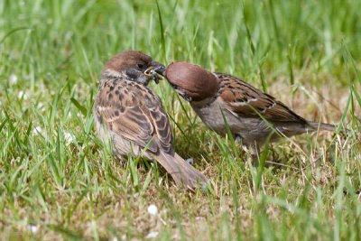 STree Sparrow - Skovspurv - Passer montanus