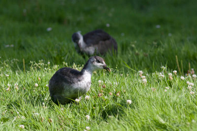 Coot juv- Blishøne - Fulica atra
