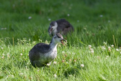 Coot juv- Blishøne - Fulica atra