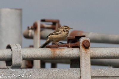 Yellow Vagtail juv - Gul Vipstjert - Motacilla flava