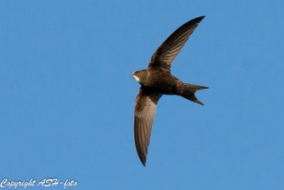 Common Swift - Mursejler - Apus apus