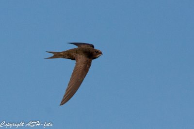 Common Swift - Mursejler - Apus apus