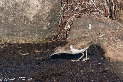 Common Sandpiber - Mudderklire - Actitis hypoleucus