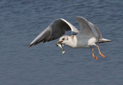 Black-headed Gull juv - Hættemåge - Larus ridibundus
