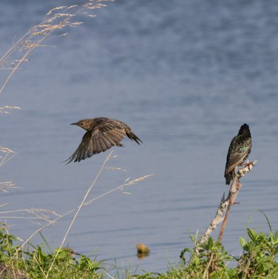 Starling - Stær - Sturnus vulgaris