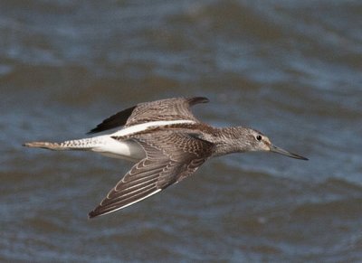 Greenshank  - Hvidklire - Tringa nebularia