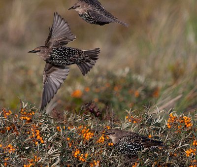 Starling juv 1. winter - Stær - Sturnus vulgaris
