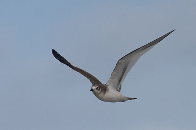Sabines Gull juv - Sabinemåge - Larus sabini