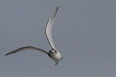 Sabines Gull juv - Sabinemåge - Larus sabini
