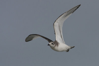 Sabines Gull juv - Sabinemåge - Larus sabini