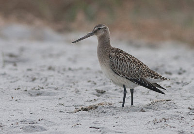 Bar-tailed  Godwit  winter - Lille Kobbersneppe - Limosa lapponica