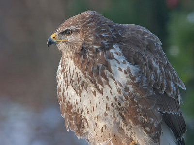 Buzzard - Musvge - Buteo buteo